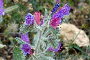  Echium judaeum, Judean Viper's-bugloss, עכנאי יהודה, ححمحم الغور