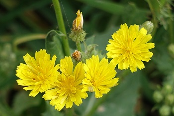  Crepis aspera, Hawk's beard, ניסנית זיפנית ,سَراغَة جاسِئَة 