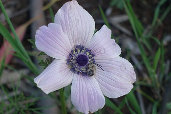 Anemone coronaria, Crown Anemone, Hebrew: כלנית מצויה, Arabic: شقائق النعمان