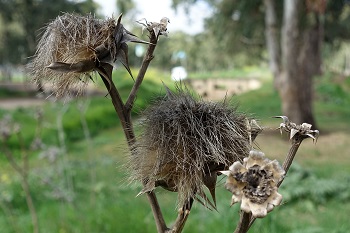 Cynara syriaca, Wild Artichoke, Syrian Wild Artichoke, קנרס סורי,  حَرْشَف سوري; خُرْفَيْش الحَمير