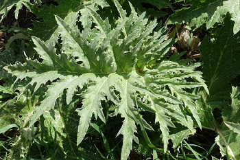 Cynara syriaca, Wild Artichoke, Syrian Wild Artichoke, קנרס סורי,  حَرْشَف سوري; خُرْفَيْش الحَمير