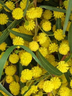 Acacia longifolia, Long-leaved wattle , שיטה ארוכת-עלים