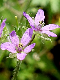 Erodium malacoides, Mediterranean filaree, Mediterranean stork's bill, Mallow Stork's-bill, מקור-חסידה חלמיתי,  الرقمة الطرية