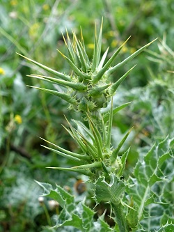 Silybum marianum, Carduus marianus, Holy thistle, Milk thistle, Our Lady's thistle, גדילן מצוי, خرفيش جمال 