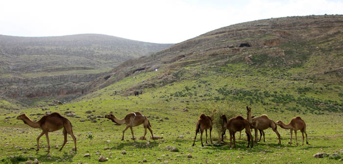 Fazael brook (Nahal Fatsael), Fazael Springs, נחל פצאל,עינות פצאל 