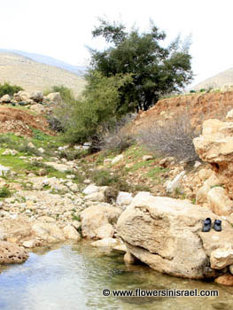 Fazael Springs, נחל פצאל,עינות פצאל