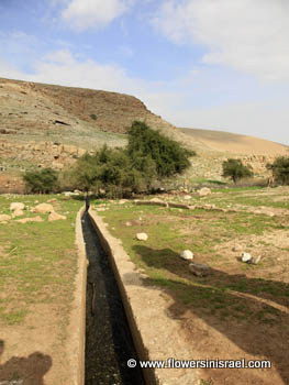 Fazael brook (Nahal Fatsael), נחל פצאל 