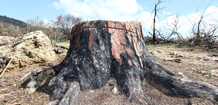 Mt. Carmel Reserve, Forest fire