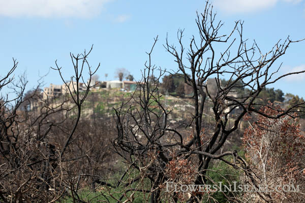 Carmel Forest, forest fire, Carmel in Spring