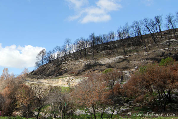 Carmel Forest, forest fire, Carmel in Spring