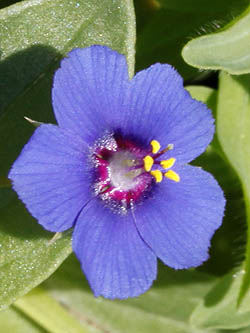 Anagallis arvensis, Scarlet Pimpernel,עין התכלת,מרגנית השדה