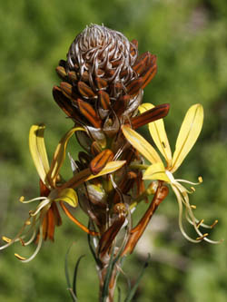 Asphodeline lutea, King's Spear, Yellow asphodel, Jacob's rod, עיריוני צהוב