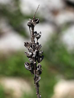 Asphodeline lutea, King's Spear, Yellow asphodel, Jacob's rod, עיריוני צהוב