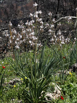 Asphodelus aestivus,Asphodelus ramosus,Asphodelus microcarpus, Common Asphodel, עירית גדולה