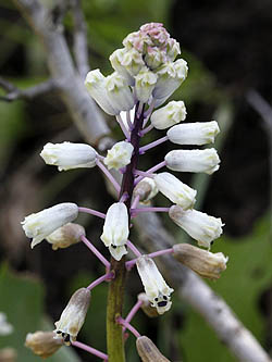 Bellevalia flexuosa, Common Roman Squill, זמזומית מצויה