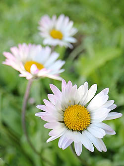 Bellis sylvestris, Southern Daisy, חיננית הבתה