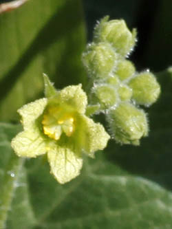 Bryonia syriaca, Syrian Bryony, סורית דלעת-נחש