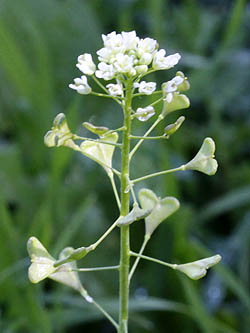 Capsella bursa-pastoris, Sheperd's Purse, ילקוט הרועים