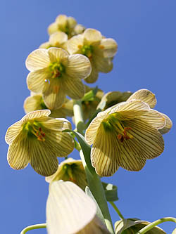 Fritillaria persica, Fritillaria arabica, ביעונית הלבנון