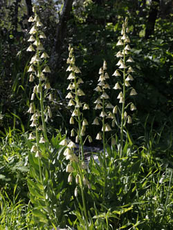 Fritillaria persica, Fritillaria arabica, ביעונית הלבנון