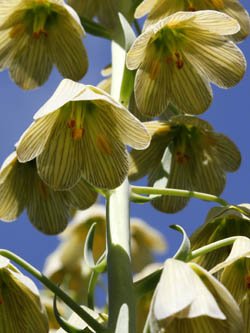 Fritillaria persica, Fritillaria arabica, ביעונית הלבנון