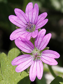 Geranium molle, Soft crane's-bill, Dove's-Foot Crane's-Bill, גרניון רך 