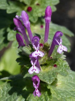 Lamium amplexicaule, Henbit Dead-nettle, Giraffe's Head, נזמית לופתת