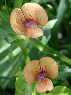 Lathyrus hierosolymitanus, Jerusalem vetchling, טופח ירושלים