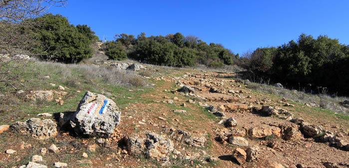 פרחים וצמחי בר, הר מירון, שביל הפסגה