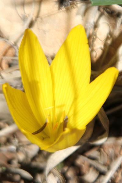 Sternbergia clusiana, Sternbergia spaffordiana, Sternbergia, Autumn Crocus, Autumn Daffodil, חלמונית גדולה