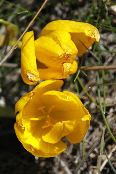 Sternbergia clusiana, Sternbergia spaffordiana, Sternbergia, Autumn Crocus, Autumn Daffodil, חלמונית גדולה