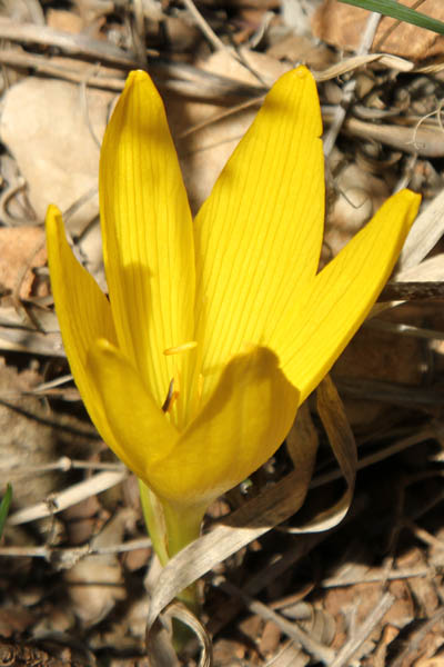 Sternbergia clusiana, Sternbergia spaffordiana, Sternbergia, Autumn Crocus, Autumn Daffodil, חלמונית גדולה