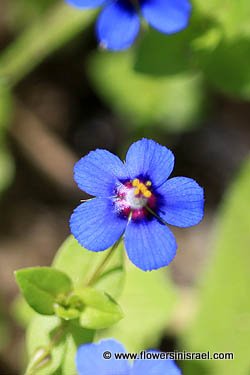 Anagallis arvensis, Scarlet Pimpernel, Shepherd's Barometer, Poor man's weatherglass, عين القط ,מרגנית השדה 