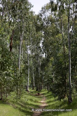 Eucalyptus Grove