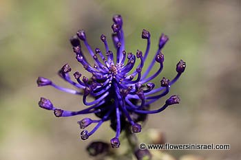 Leopoldia comosa, Purple Grape Hyacinth, Tassel Hyacinth,
מצילות מצוייצות