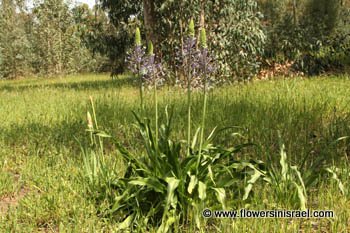 Scilla hyacinthoides, Hyacinth Squill, בן-חצב יקינתוני