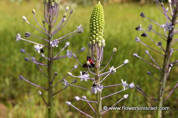 Scilla hyacinthoides, Hyacinth Squill, בן-חצב יקינתוני 