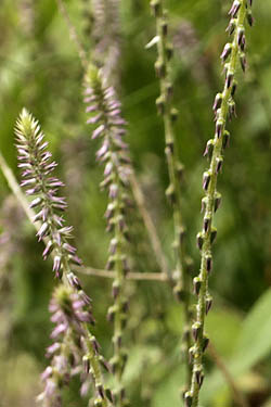 Achyranthes aspera, Washerman's plant, Prickly chaff flower, Devil's horsewhip, רב-מוץ מחוספס