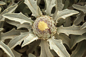 Atractylis carduus, Atractylis flava, Yellow Distaff-thistle, חורשף צהוב