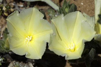 Convolvulus secundus, One-sided bindweed, لبلاب وحيد الجانب ,חבלבל החוף 