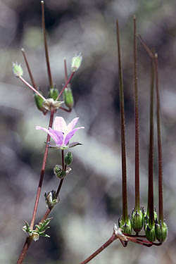 Erodium laciniatum, Cut-leaved Cranesbill, Cutleaf Stork's Bill, מקור-חסידה מפוצל