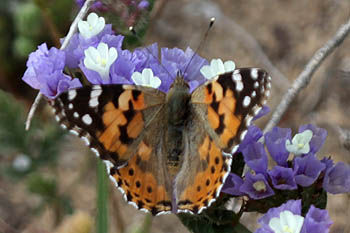  Limonium sinuatum, Statice sinuata, Cut-Leaf Sea-Lavender, עדעד כחול