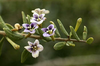 Lycium schweinfurthii, Boxthorn, אטד החוף