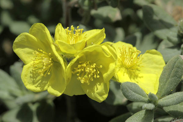 Helianthemum stipulatum, Helianthemum ellipticum, Sun-Rose,هشمة ,שמשון סגלגל