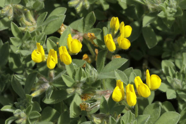 Lotus creticus, Silvery Birds' Foot trevoil, לוטוס מכסיף