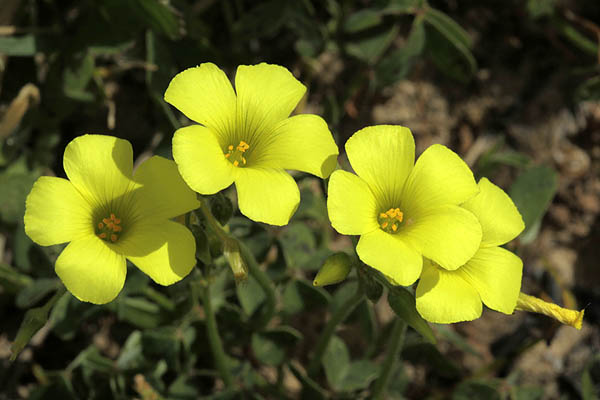 Oxalis pes-caprae, Oxalis cernua, Nodding Wood-sorrel, חמציץ נטוי , حمصيص