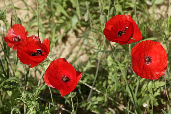 Papaver humile, Humble Poppy, פרג נחות,الخشخاش المنخفض  