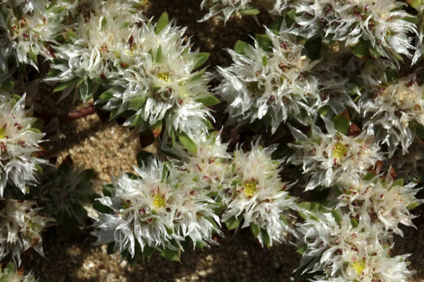 Paronychia argentea, Silver nailroot, Silvery Whitlow Wort, אלמוות הכסף  رجل الحمامة 