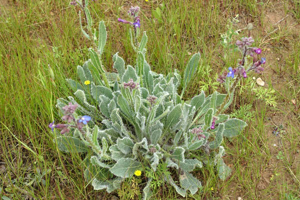  Anchusa strigosa, Prickly Alkanet, לשון-פר סמורה