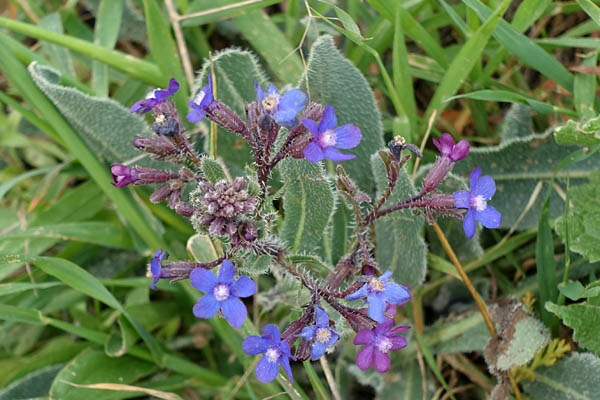  Anchusa strigosa, Prickly Alkanet, לשון-פר סמורה